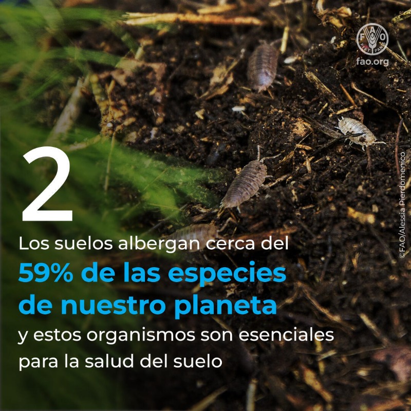 FAOenEspanol's tweet photo. Sin suelos sanos no puede haber seguridad alimentaria, ni nutrición, ni biodiversidad, ni agua limpia...

Descubre 5 razones por las que cuidar nuestros suelos es cuidar nuestro planeta y nuestras vidas.👇

#DíaMundialDelSuelo #SaludDelSuelo #COP16Riyadh