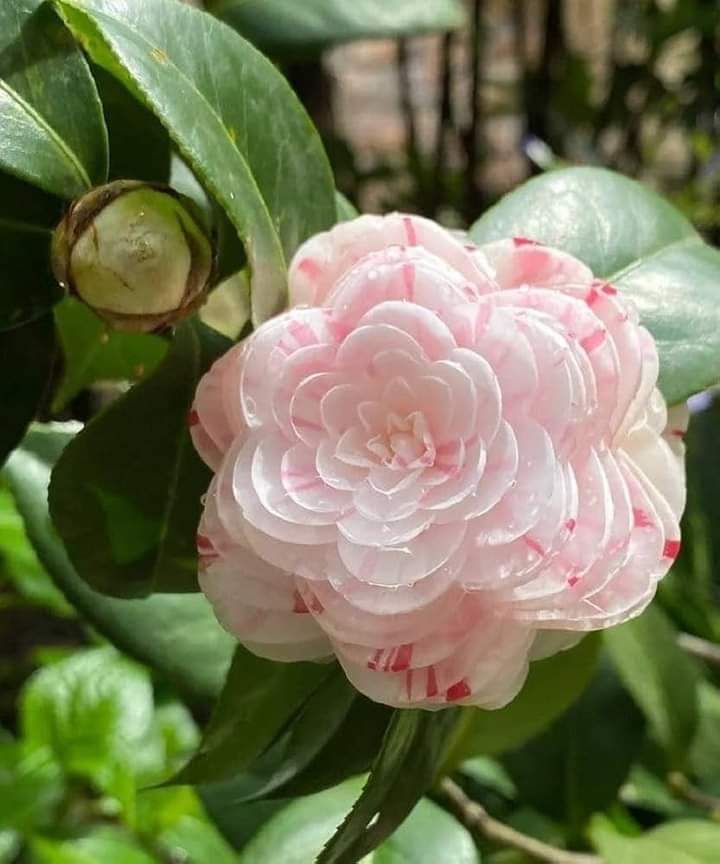 earth beauty tweet media
