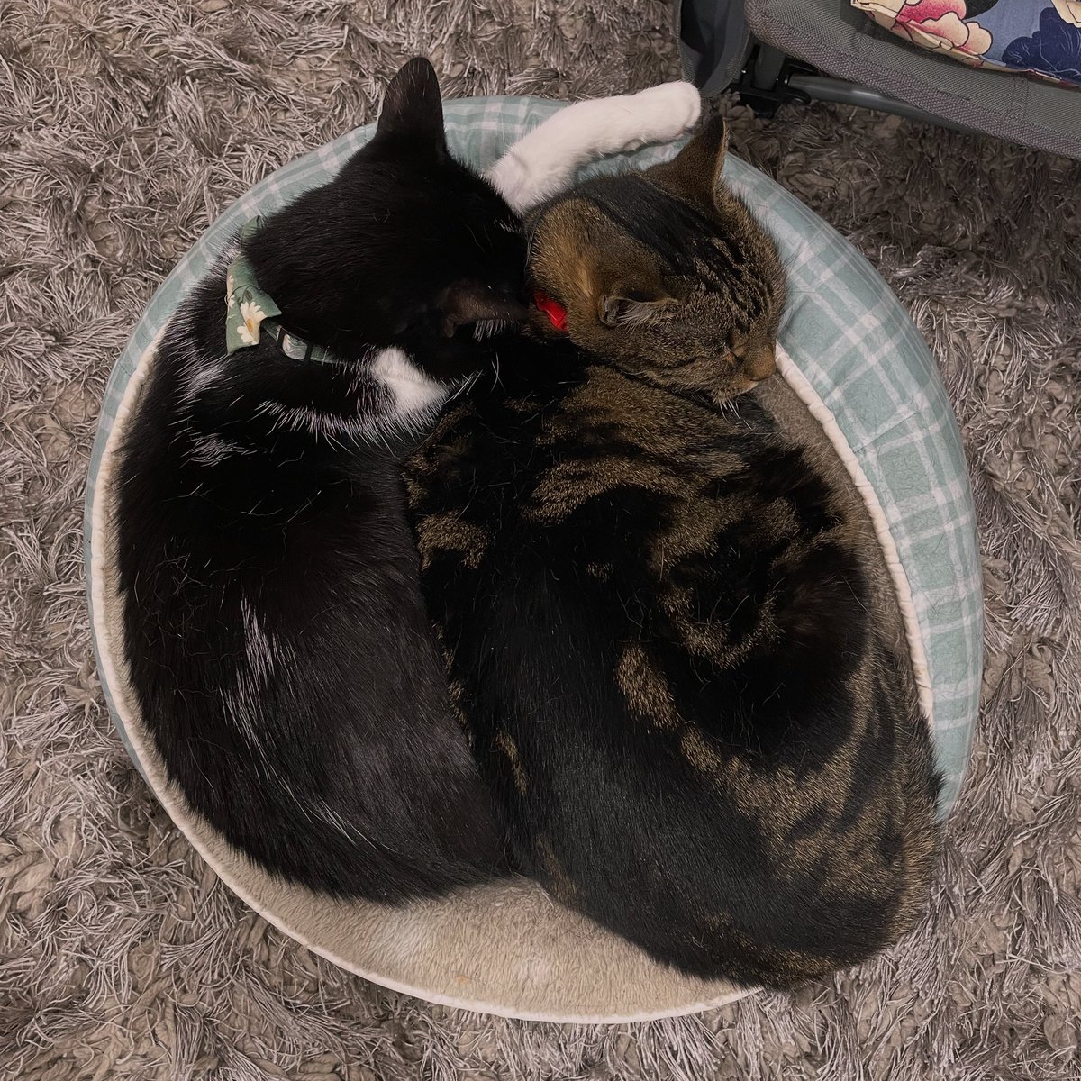 purrsandbeansnz's tweet image. We are still in the throws of processing losing our #Tonks but we do want to acknowledge it is #Woody’s 10th birthday today 🤎

They had a v special bond; somewhere between best buds &amp;amp; bromance 💞 Our hearts break a bit more knowing his bestie isn’t here to celebrate with him 😔