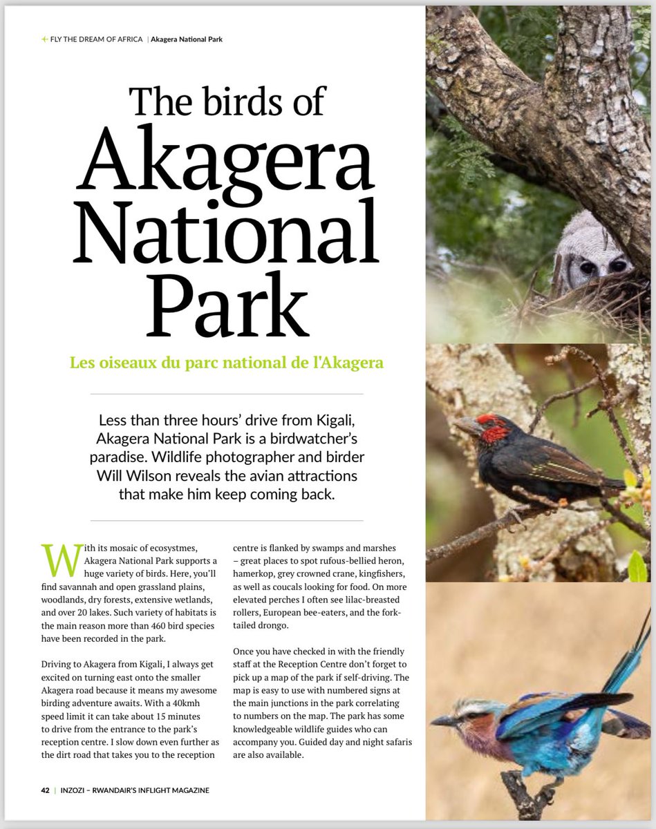 2wsphotography's tweet photo. Really proud that another of my articles has been published in @FlyRwandAir inflight-magazine INZOZI. Here’s a link to read my full piece - https://t.co/lpn343Q197
#VisitRwanda #BirdsofAkagera #RwOX https://t.co/74AkB8HPZX