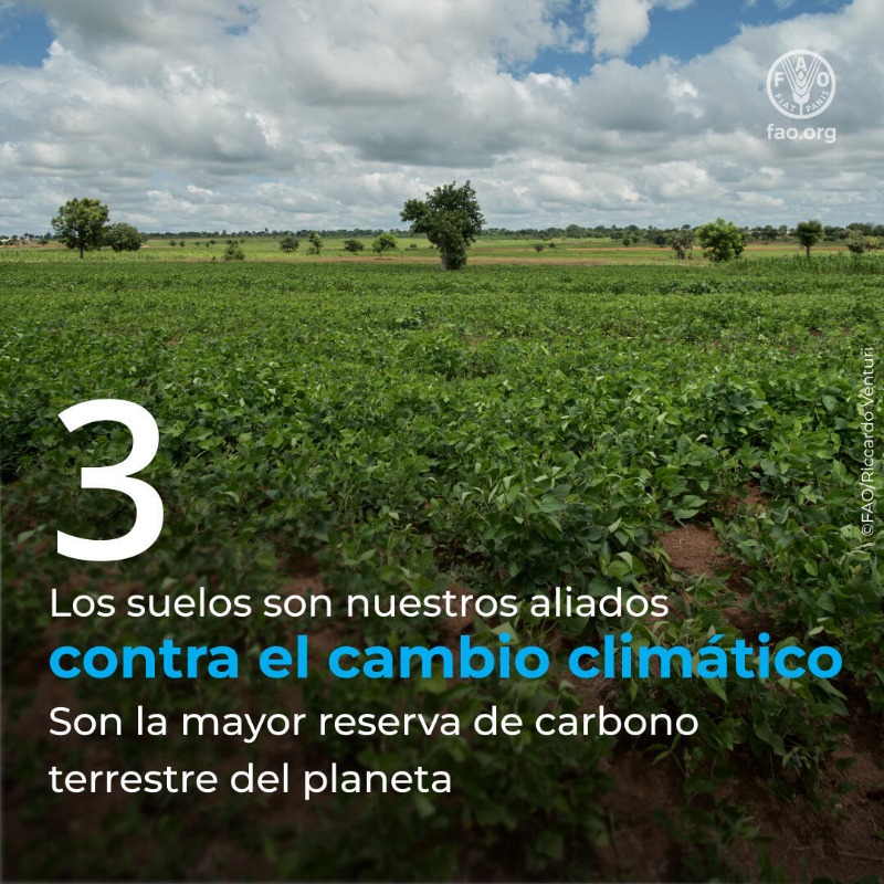 FAOenEspanol's tweet photo. Sin suelos sanos no puede haber seguridad alimentaria, ni nutrición, ni biodiversidad, ni agua limpia...

Descubre 5 razones por las que cuidar nuestros suelos es cuidar nuestro planeta y nuestras vidas.👇

#DíaMundialDelSuelo #SaludDelSuelo #COP16Riyadh