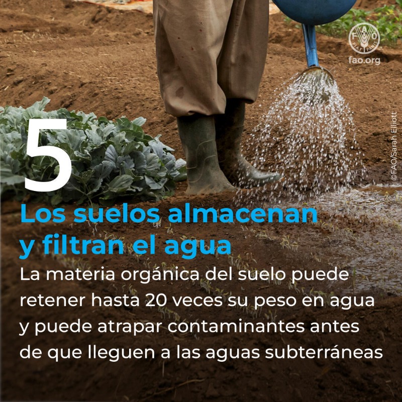 FAOenEspanol's tweet photo. Sin suelos sanos no puede haber seguridad alimentaria, ni nutrición, ni biodiversidad, ni agua limpia...

Descubre 5 razones por las que cuidar nuestros suelos es cuidar nuestro planeta y nuestras vidas.👇

#DíaMundialDelSuelo #SaludDelSuelo #COP16Riyadh