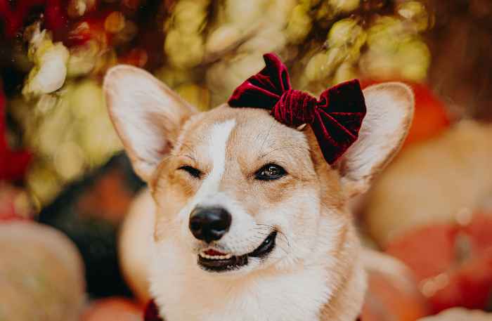 CustomPrecious's tweet photo. Why Do Dogs Wink at You?
https://t.co/CFL0LSdAF5
Winking can be a dog‘s way of communicating playfulness, affection, or even submission. It can also signal relaxation or a desire for your attention.
#dogwink #dogbehavior https://t.co/24SkRwmCGO