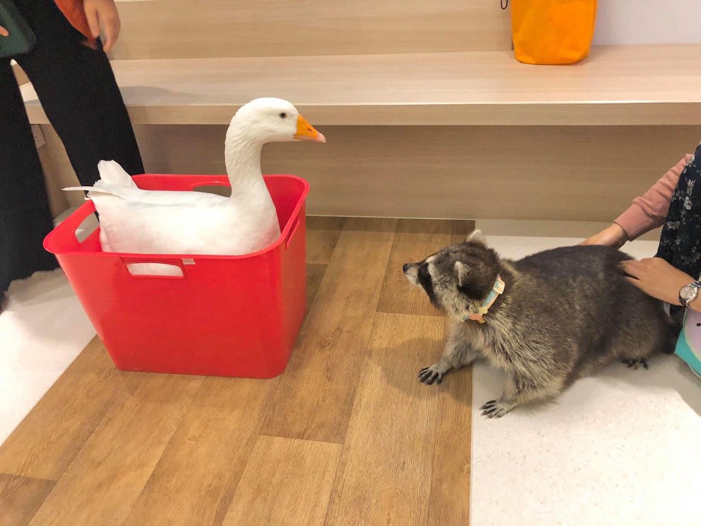 raccoonhourly's tweet photo. https://t.co/pzFicWNgyk
