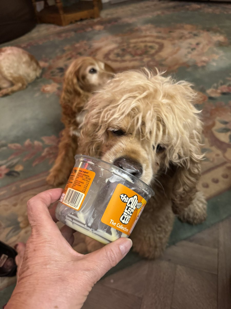SpanielsSuper's tweet photo. I’m the only one of us dogs who likes yoghurt #HowWeirdIsThat https://t.co/2n9E4pjAUJ