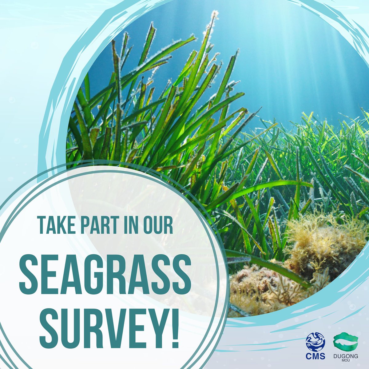 🌿 Your Voice Matters for Seagrass Conservation! 🌊

#Seagrass habitats are crucial for species like dugongs, turtles, and sharks. They also play a vital role in climate change mitigation, coastal protection, and maintaining biodiversity. However, seagrass ecosystems are under