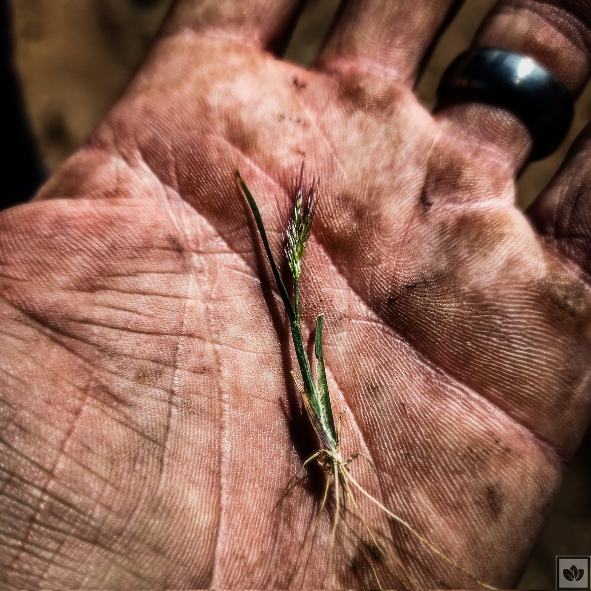 Nature is amazing. We hit them small, so they learn to flower in five days...