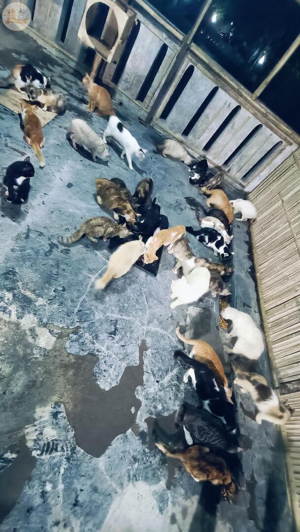kochengfs's tweet photo. TOLONG RT DAN DONASI YA 🙏♥️
kcg!
Selamat sore tmn" mohon izinkan kami di tiap bulannya membuka open donasi rutin untuk shelter, dan akan kami gunakan untuk menckupi kbutuhan pakan shelter yg sudah habis, kami hrap tman" mau ikut bantu brapapun untuk bli pakan mereka https://t.co/GYTxl4j0Yc