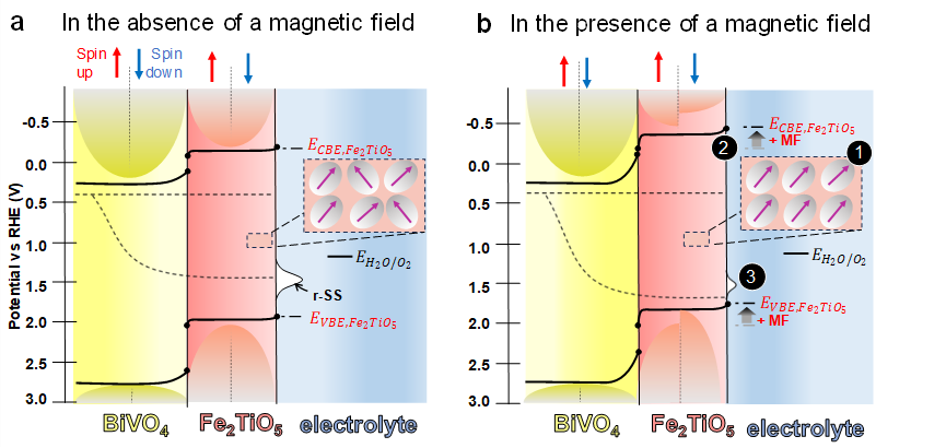 Happy to share our latest work using Ferromagnetic Materials and Magnetic Fields to enhance photoelectrochemical water oxidation! 
pubs.acs.org/doi/10.1021/ja…
