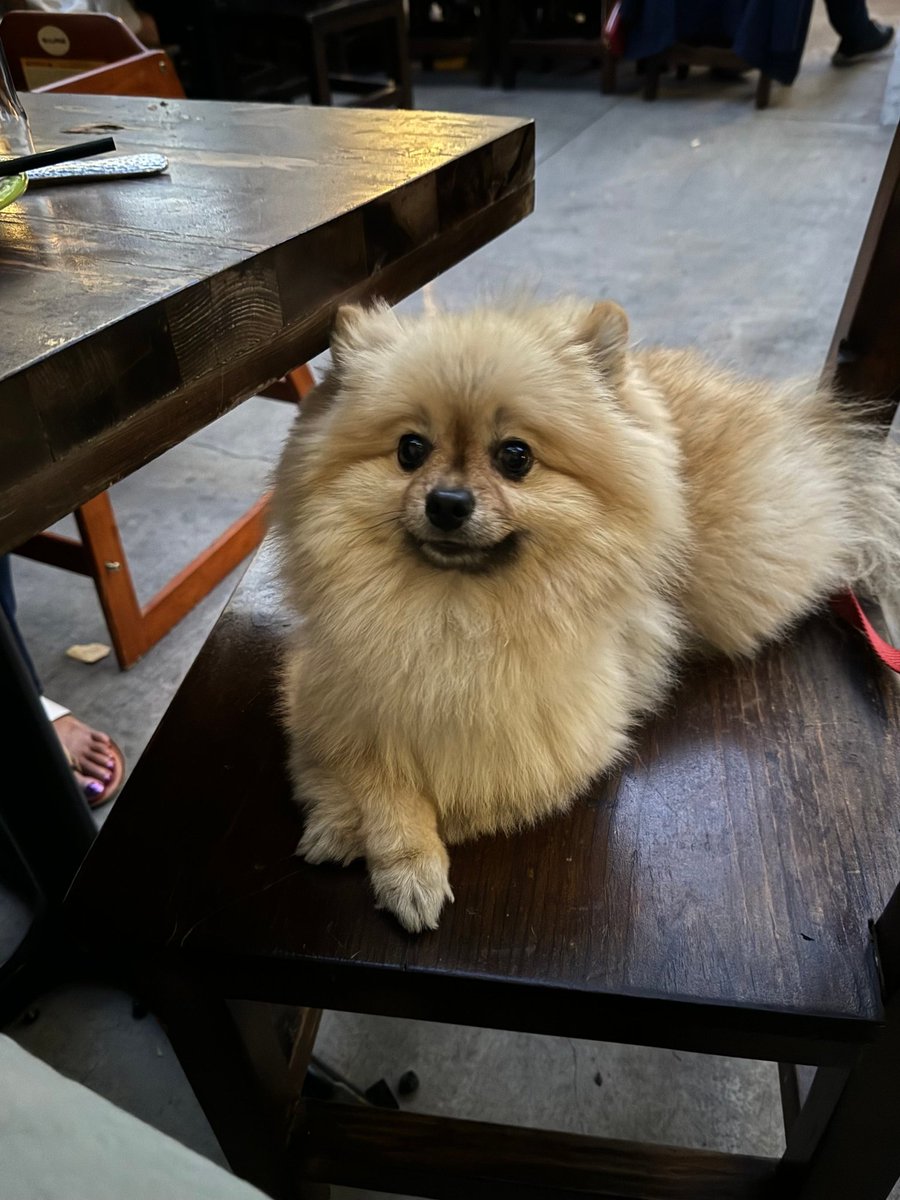 BabyMilo | $MILO tweet media