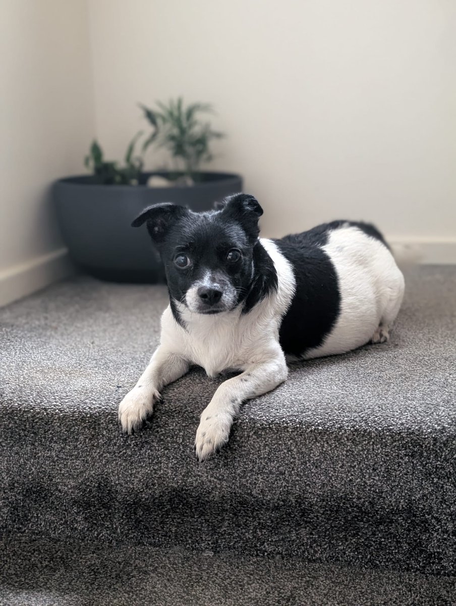 ParaAnd89's tweet photo. Milo is just about to head out for his walk ๐ค๐ค๐ค
He wanted me to say GOOD MORNING!!
#unconditionallove #JackChi #Jackhuahua #dogsoftwitter #dogsofX #animallover https://t.co/j3CwSilsvo