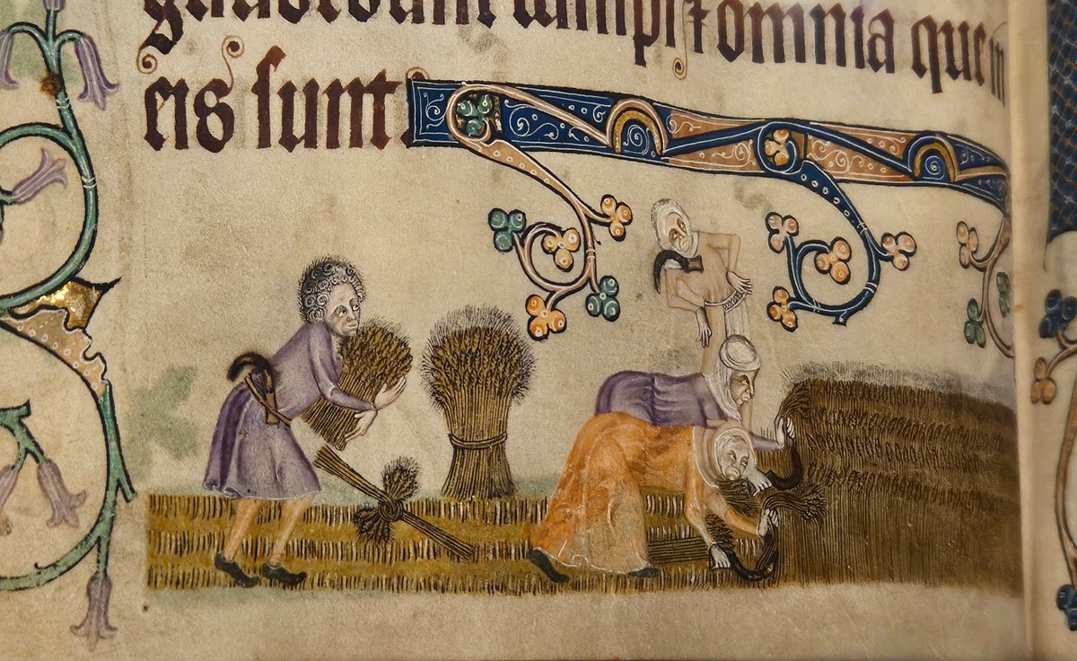 Women harvesting corn while a man ties it into sheaves. Marginalia in the Luttrell Psalter, made in Lincolnshire c1330, and photographed at the 'Medieval Women' exhibition in the <a href="/britishlibrary/">British Library</a>  last week. 1/3