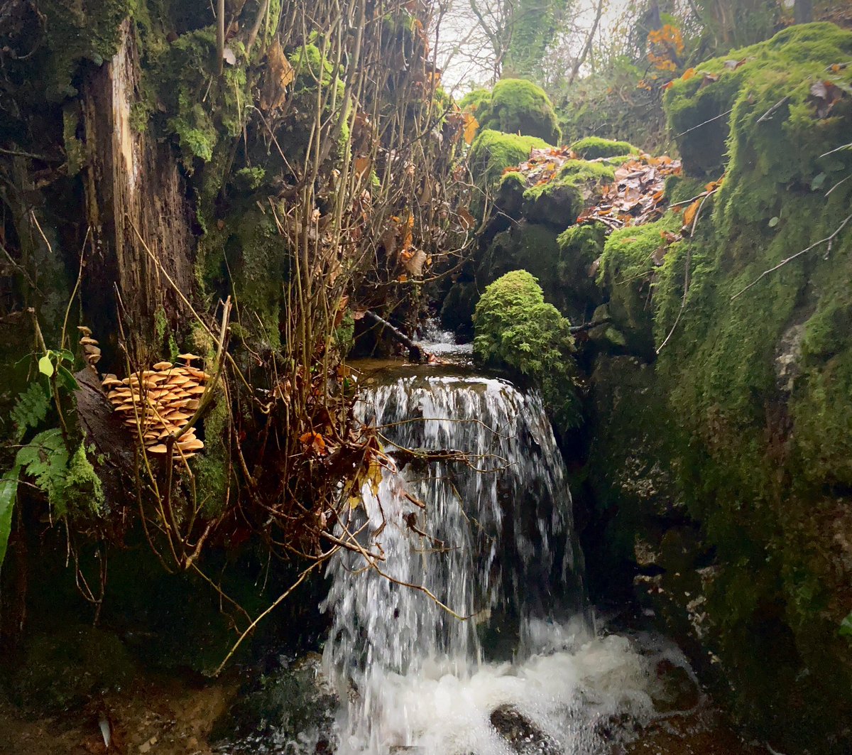 Mushrooms by a little waterfall at Bonehill.