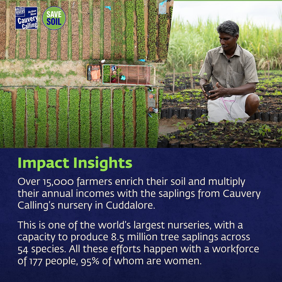 cpsavesoil's tweet photo. 🌱 Discover the transformative impact of Save Soil's on-ground efforts -- #CauveryCalling and #SaveSoil Thaaimann Kaakkum Vivasaayam 🌎

This November, Save Soil reached 52,993 farmers and helped transition 3290 farmers to sustainable practices. This enabled the planting of 1,730,232 trees and brought 2307 hectares of land under potential restoration.

#WorldSoilDay #SaveSoilSecureFuture #CauveryCalling #COP16 #COP16Riyadh #OurLandOurFuture
