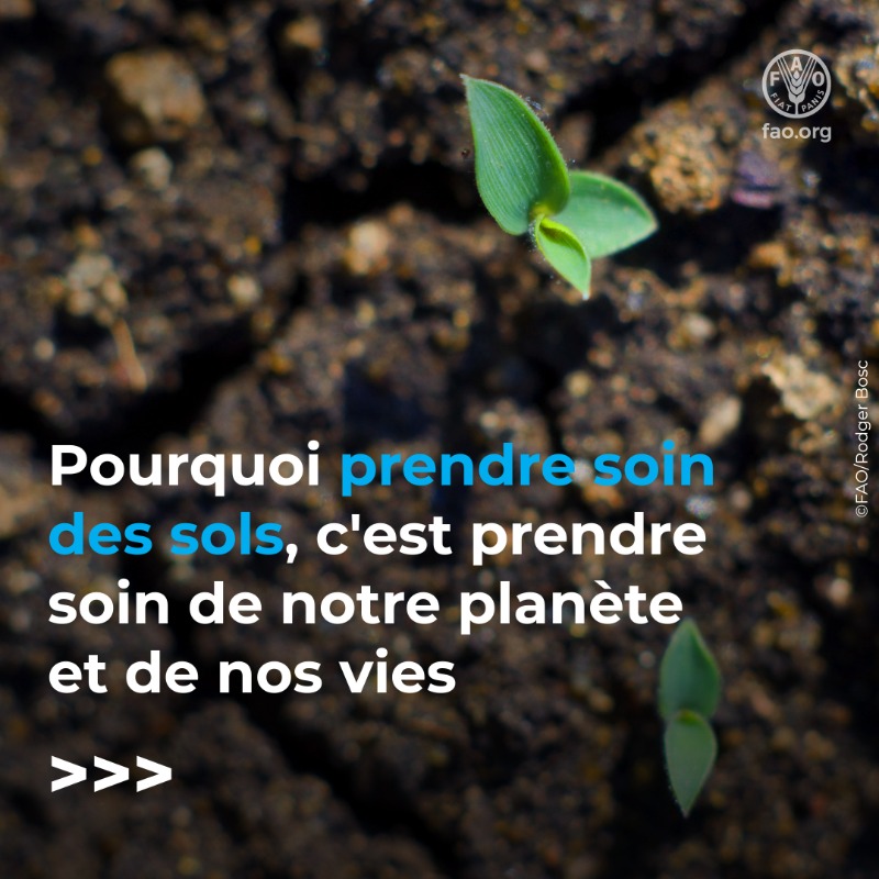 FAOenFrancais's tweet photo. Sans sols sains, il n'y a pas de sécurité alimentaire, pas de nutrition, pas de biodiversité, pas d'eau propre...

Voici 5️⃣ raisons pour lesquelles prendre soin de nos sols, c'est prendre soin de notre planète et de nos vies.

#JournéeMondialeDesSols #SantéDesSols #COP16Riyadh