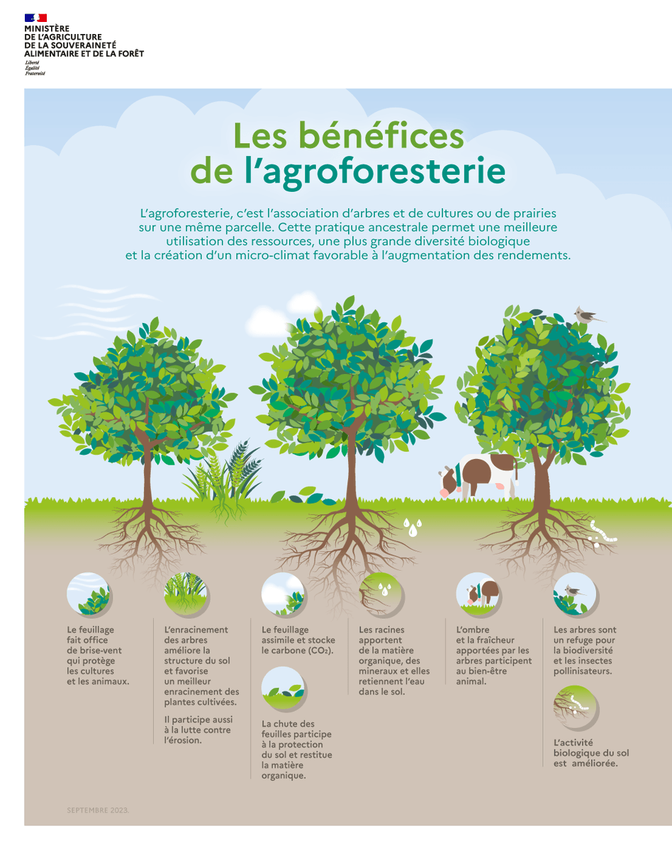 En cette journée mondiale des sols, focus sur l’agroforesterie, une pratique ancestrale qui permet une meilleure utilisation des ressources, une plus grande diversité biologique et la création d’un micro-climat favorable à l’augmentation des rendements ⤵️ #JeudiInfographie
