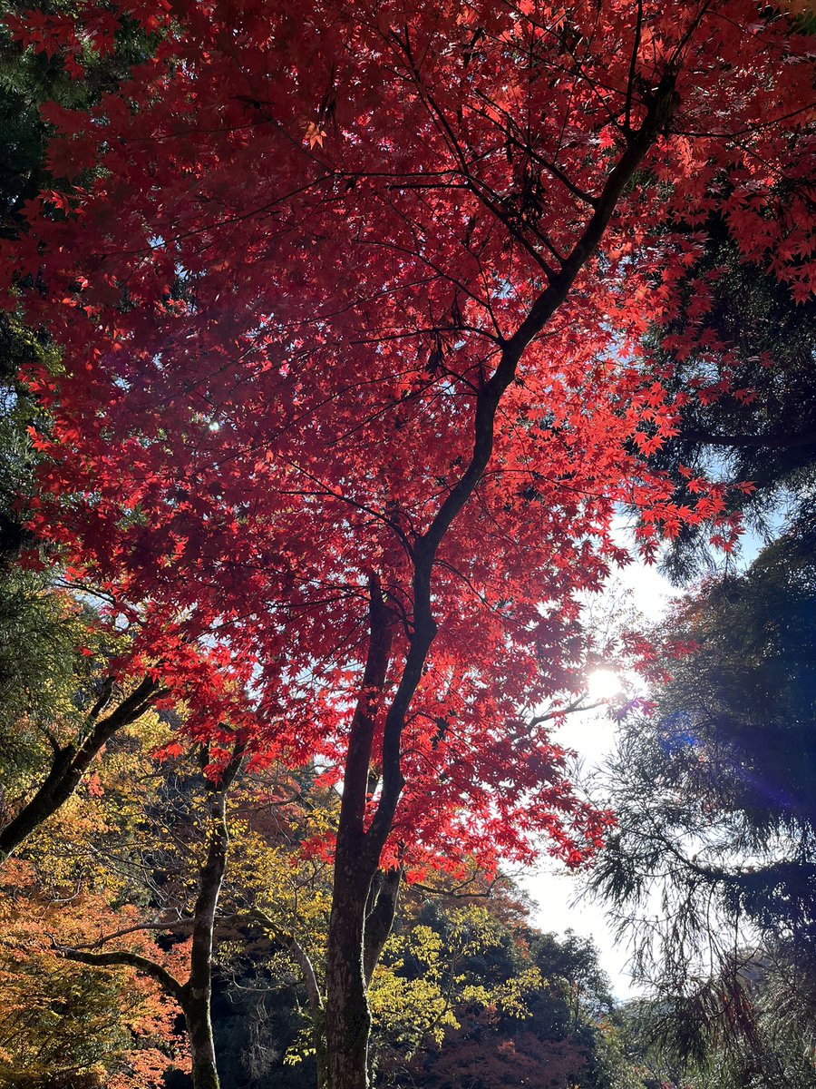 HANABUSA (@HANABUSA_4) / Posts / X