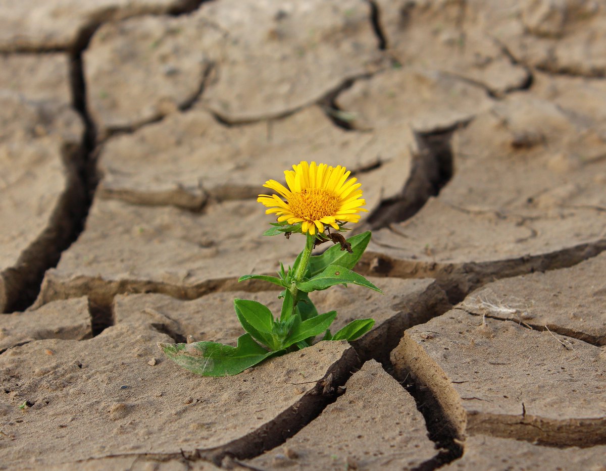 FundacionAquae's tweet photo. En Fundación Aquae apreciamos los recursos esenciales, como el agua y el suelo, cuya importancia muchas veces olvidamos. 
Hoy, cuando se celebra el #DíaMundialDelSuelo, toca recordar la importancia de una tierra fértil que estamos perdiendo. ➡️ https://t.co/k0lltjtMiq https://t.co/GNyUx1MmjF