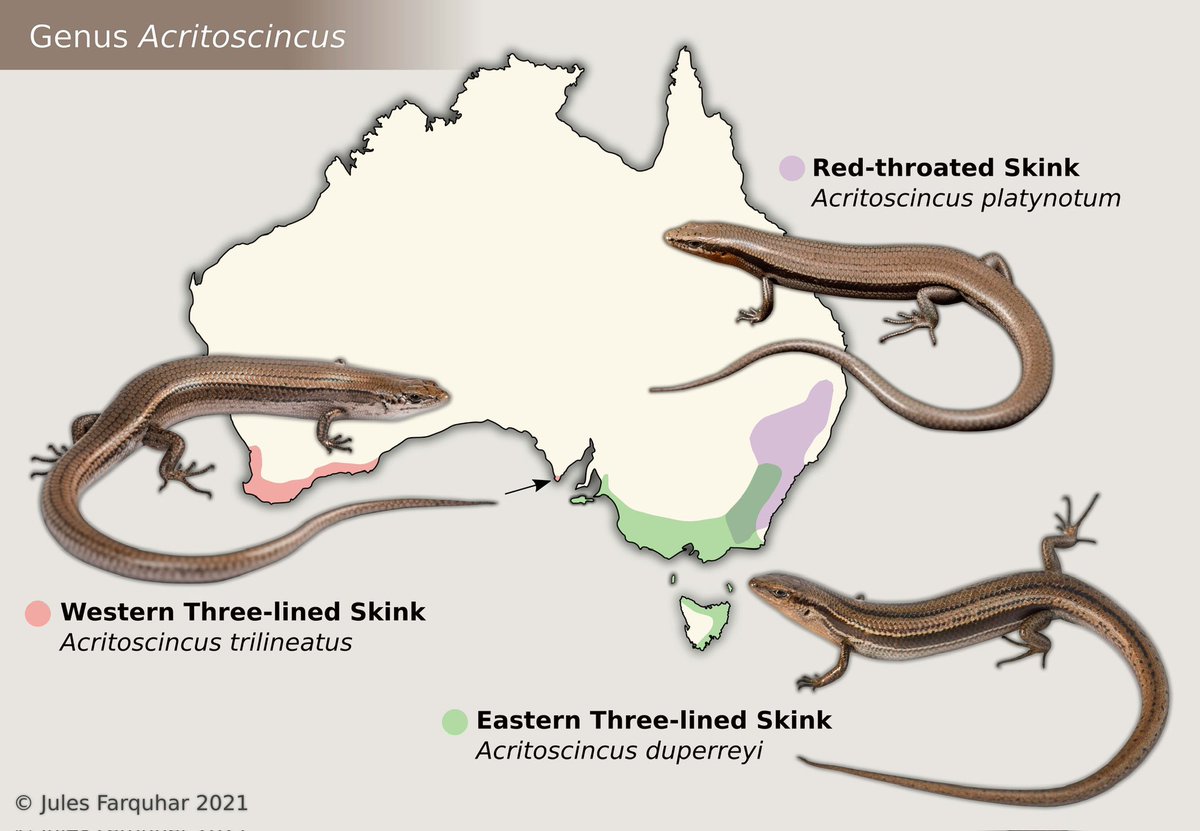Jules Farquhar tweet media