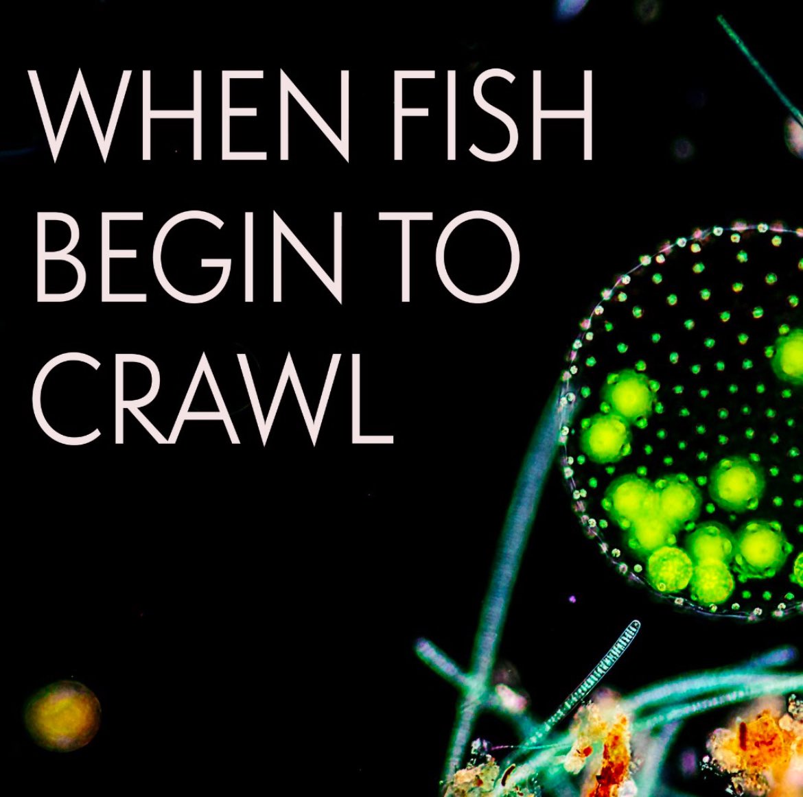 The Flow Country tweet media