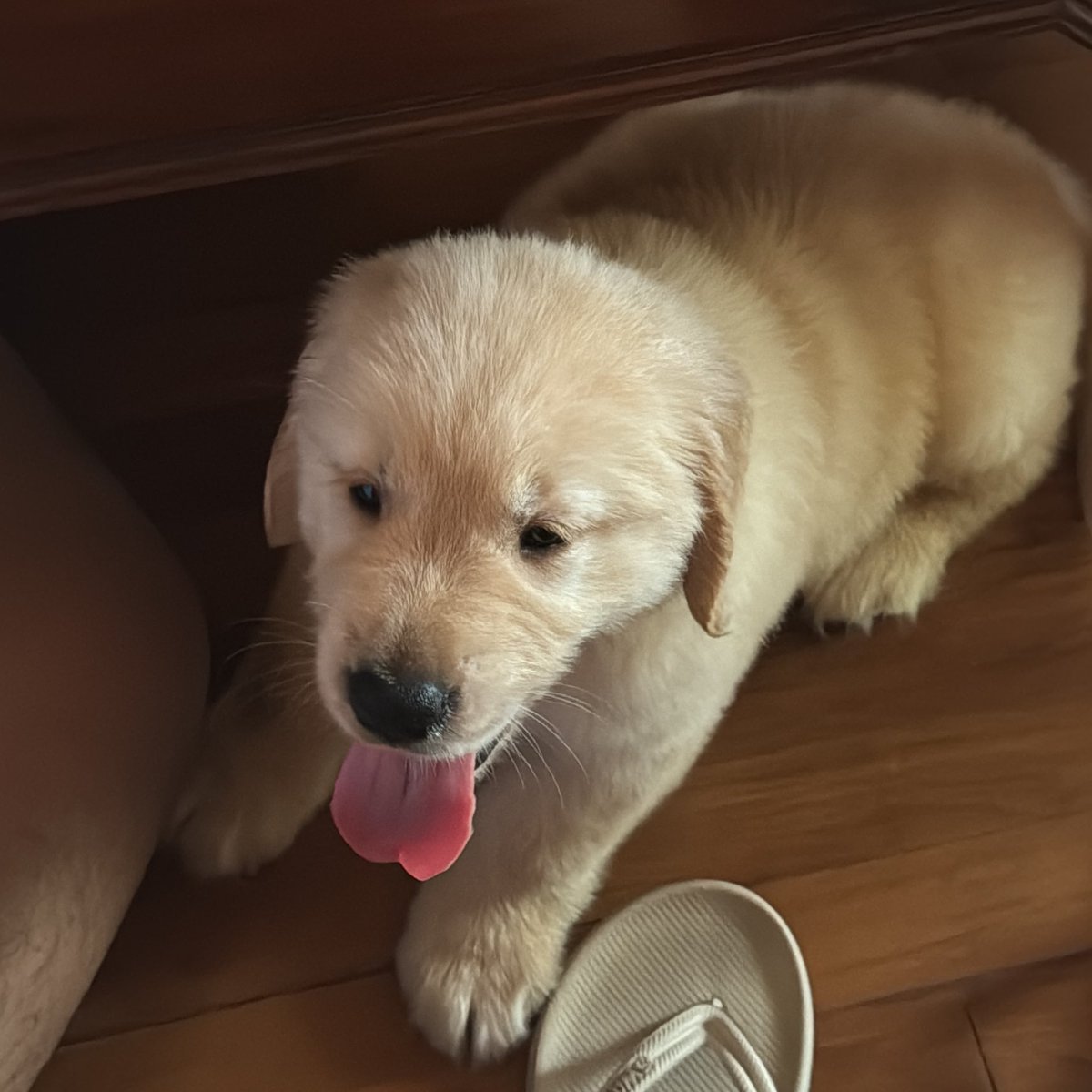 alyadjohan's tweet image. Welcome home, Joey. #firsttimer 🥥🍦