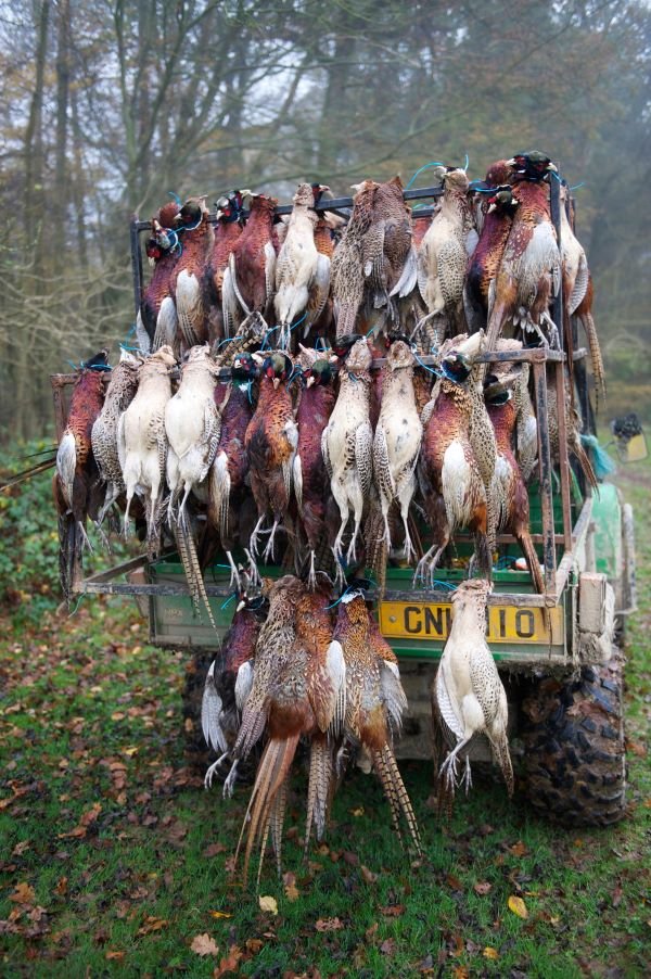 ProtectTheWild_'s tweet photo. Pheasants bred in industrial farms, dumped into National Parks, then massacred for money. This is the shooting industry. It’s cruel, destructive, and morally indefensible. Time to shut it down. https://t.co/6aB2g6YNhr