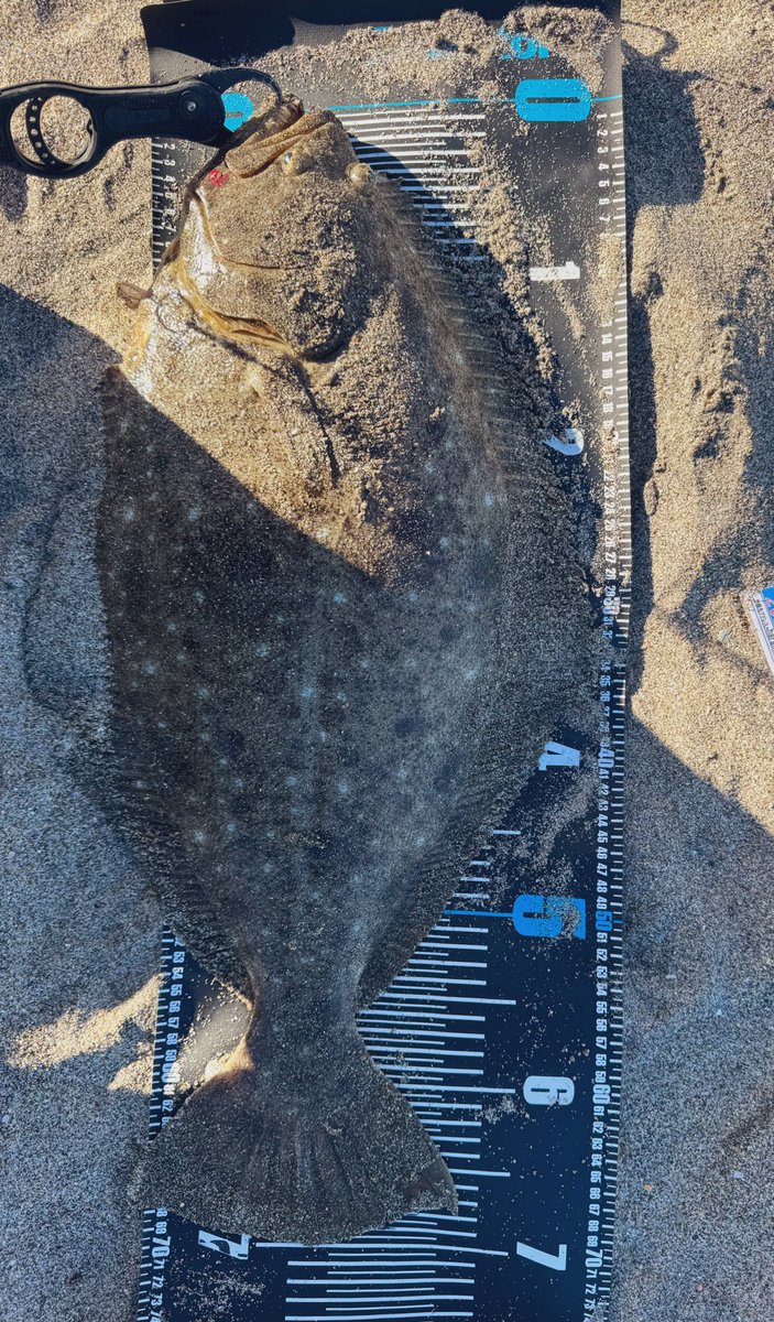 今日は最高の一日でした！
座布団以外にヒラメ5枚、シーバス70up5本で明日は筋肉痛確定です、、

#常磐サーフ
#福島サーフ
#いわきサーフ
#座布団
#XDAY