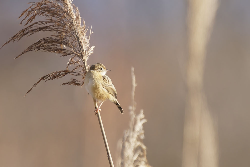 Poupon_la_peste's tweet photo. Une belle observation hier, assez rare en Isère : une cisticole des joncs, un petit passereau sédentaire qui habite les prairies ouvertes, notamment inondables, et les zones marécageuses, en particulier en présence de hautes herbes.
#isere #gresivaudan #crolles https://t.co/3sHGbjysNC