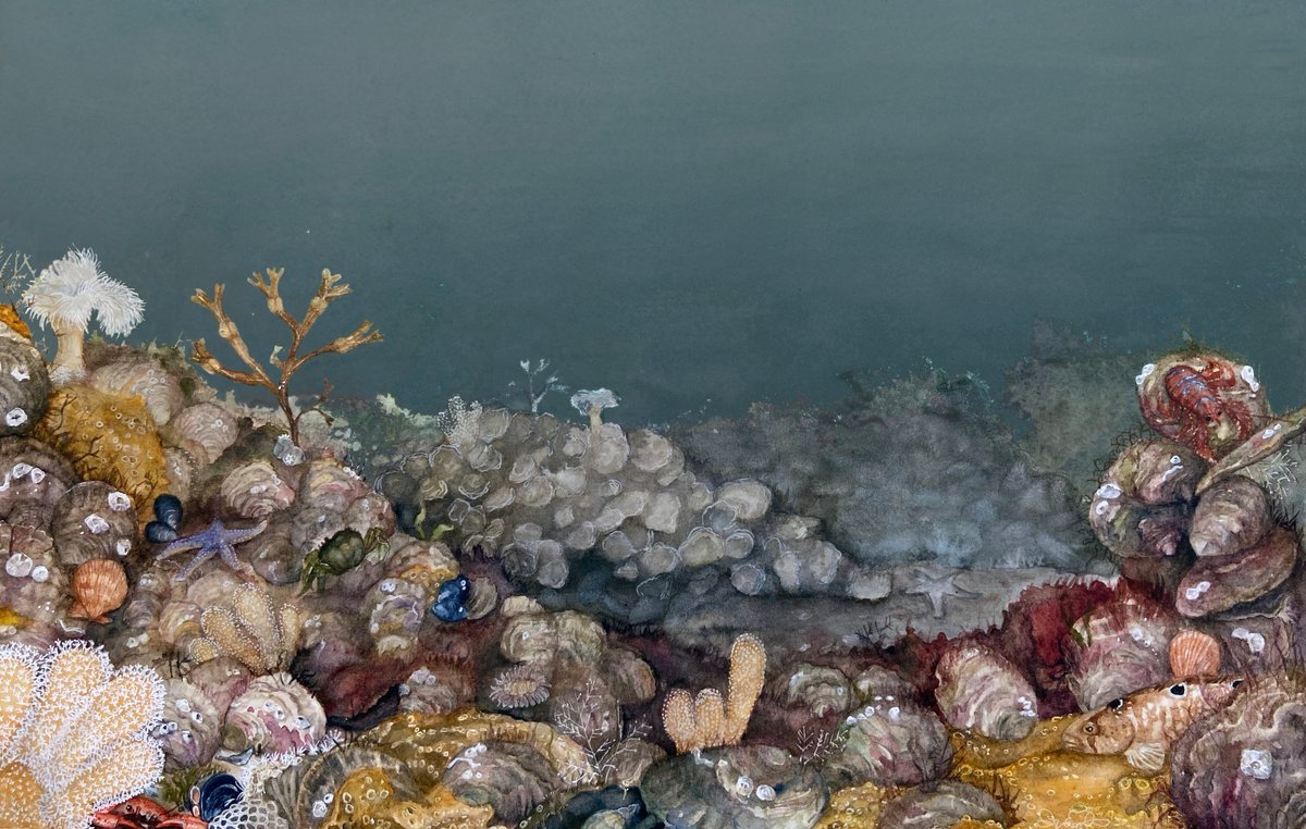 ZSL (@officialzsl) on Twitter photo 🌍 Europe's native oyster ecosystems have been classified as ‘Collapsed’ via <a href="/redlisteco/">Red List of Ecosystems</a> framework. This critical finding highlights the urgency for efforts to restore these vital habitats. 🦪
Read the new study: ow.ly/E3i350UltLk
#MarineConservation #OysterRestoration 🌍 Europe's native oyster ecosystems have been classified as ‘Collapsed’ via <a href="/redlisteco/">Red List of Ecosystems</a> framework. This critical finding highlights the urgency for efforts to restore these vital habitats. 🦪
Read the new study: ow.ly/E3i350UltLk
#MarineConservation #OysterRestoration