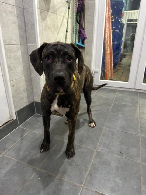 Very urgent, please retweet to help find a rescue shelter space for Brandy stray/abandoned dog currently in a pound. 
At risk of being  euthanised now Thur 5 Dec 2024‼️‼️  
NOW ON PTS LIST PLEASE SHARE🆘🆘🆘
RESCUE SPACE ONLY PLEASE SHARE NOT FOR PRIVATE REHOMING  South #England