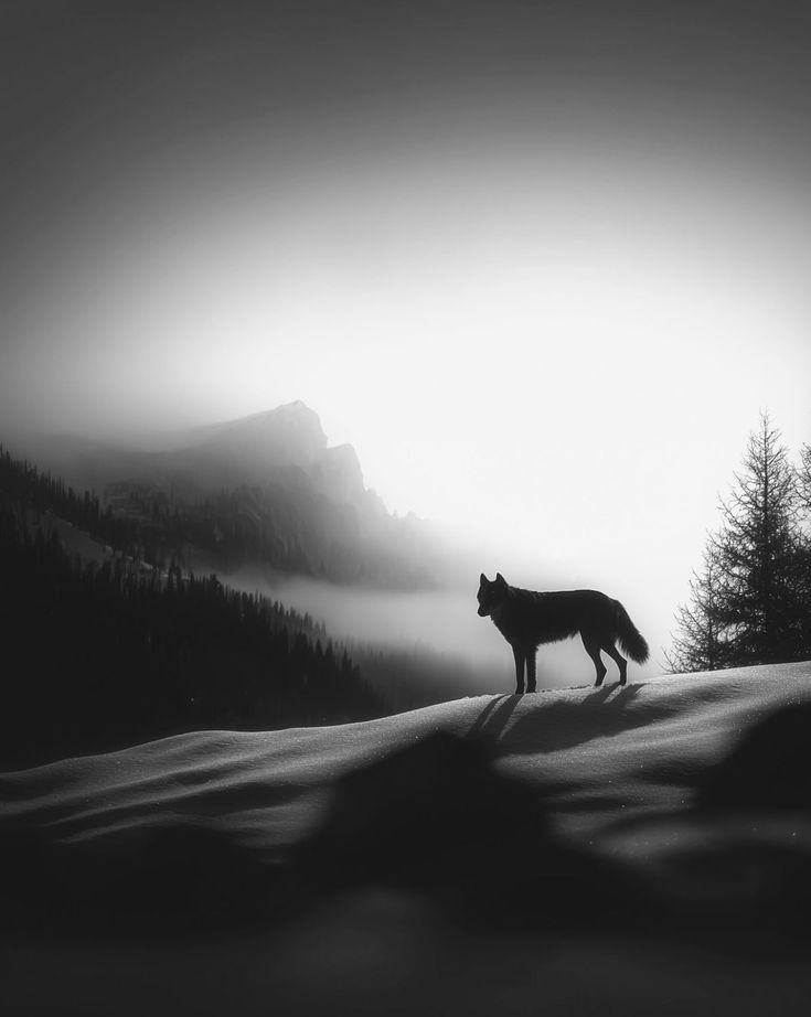 lauri366's tweet image. La montaña solitaria
Solo hay algo que se ve la sombra 
Que es o que será? Se preguntan ...cuando se acercan y ven al lobo vigilando entre las sombras de las montañas