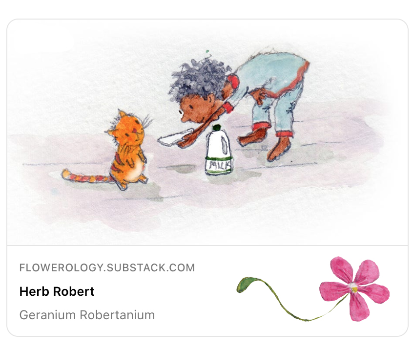 Folklore, sprites, tricks and smelly flowers, it's the hardy, wild geranium, Herb Robert in this week's flowerology substack. 
flowerology.substack.com/p/herb-robert

#wildflowers #etymology #herbrobert #geranium #folklore #sprites