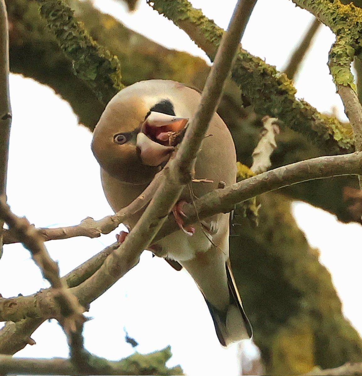Something a bit different.
At least 3 at Bramfield churchyard yesterday, nice.  With <a href="/Hertsbirder/">David M Hutchinson</a> and <a href="/terrytwitcher/">terry brown</a>