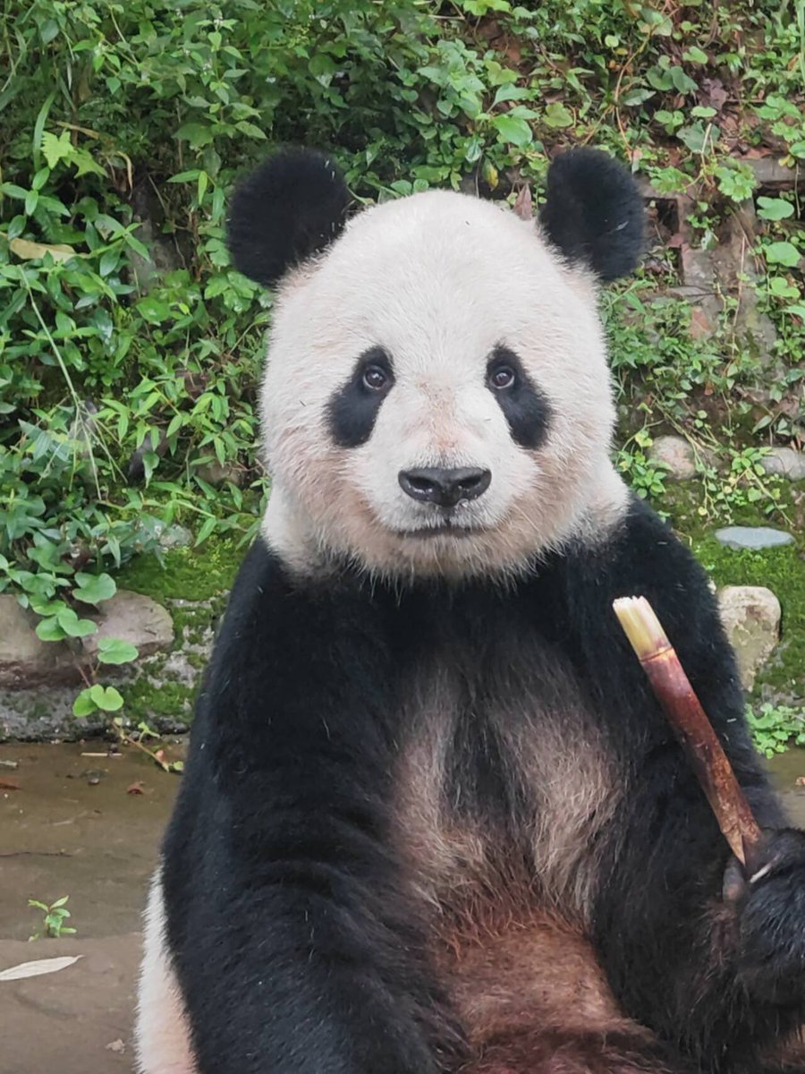 ppij_nihonpanda tweet picture