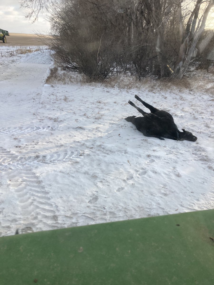 Vaccinated 3 times for somnus and they still get it. Just my luck I guess.