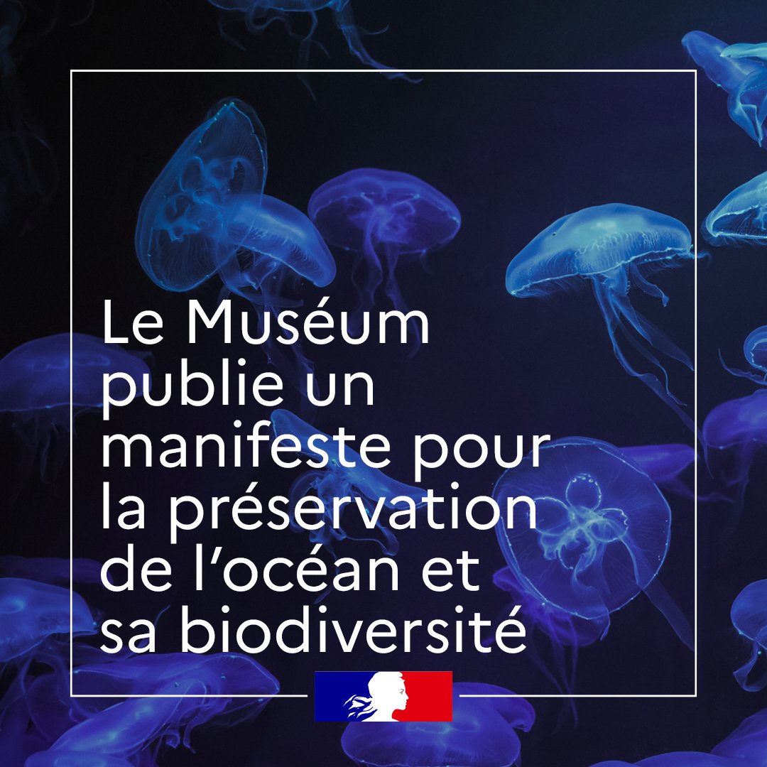 Ministère Enseignement supérieur et Recherche (@sup_recherche) on Twitter photo 🌍 "Un océan en commun" est le 8e Manifeste de <a href="/Le_Museum/">Muséum national d'Histoire naturelle</a>, dédié à la préservation des milieux marins.
📅 Pour échanger avec les scientifiques impliqués, rdv samedi 07/12 à 15h au Jardin des Plantes lors d’une tribune qui abordera le partage de l’#océan
👉 bit.ly/3ZCrqRG 🌍 "Un océan en commun" est le 8e Manifeste de <a href="/Le_Museum/">Muséum national d'Histoire naturelle</a>, dédié à la préservation des milieux marins.
📅 Pour échanger avec les scientifiques impliqués, rdv samedi 07/12 à 15h au Jardin des Plantes lors d’une tribune qui abordera le partage de l’#océan
👉 bit.ly/3ZCrqRG