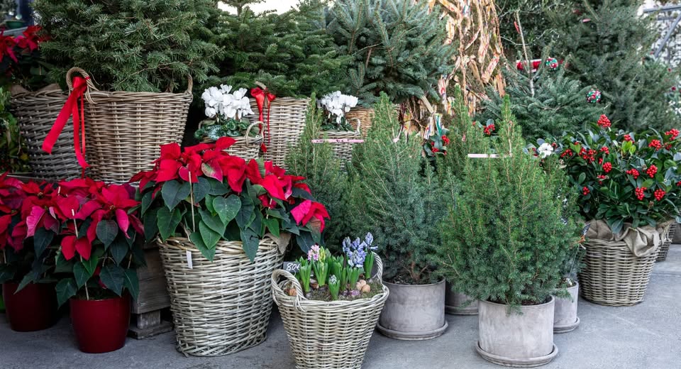 RutgersOCPE's tweet photo. Give the gift of an experience this holiday season. Gift a seat in our March 15, 2025, Home Gardener School!  It's the perfect holiday gift for garden enthusiasts! #RutgersOCPE
https://t.co/RM5bcf84GS https://t.co/mFUyiT1v4W