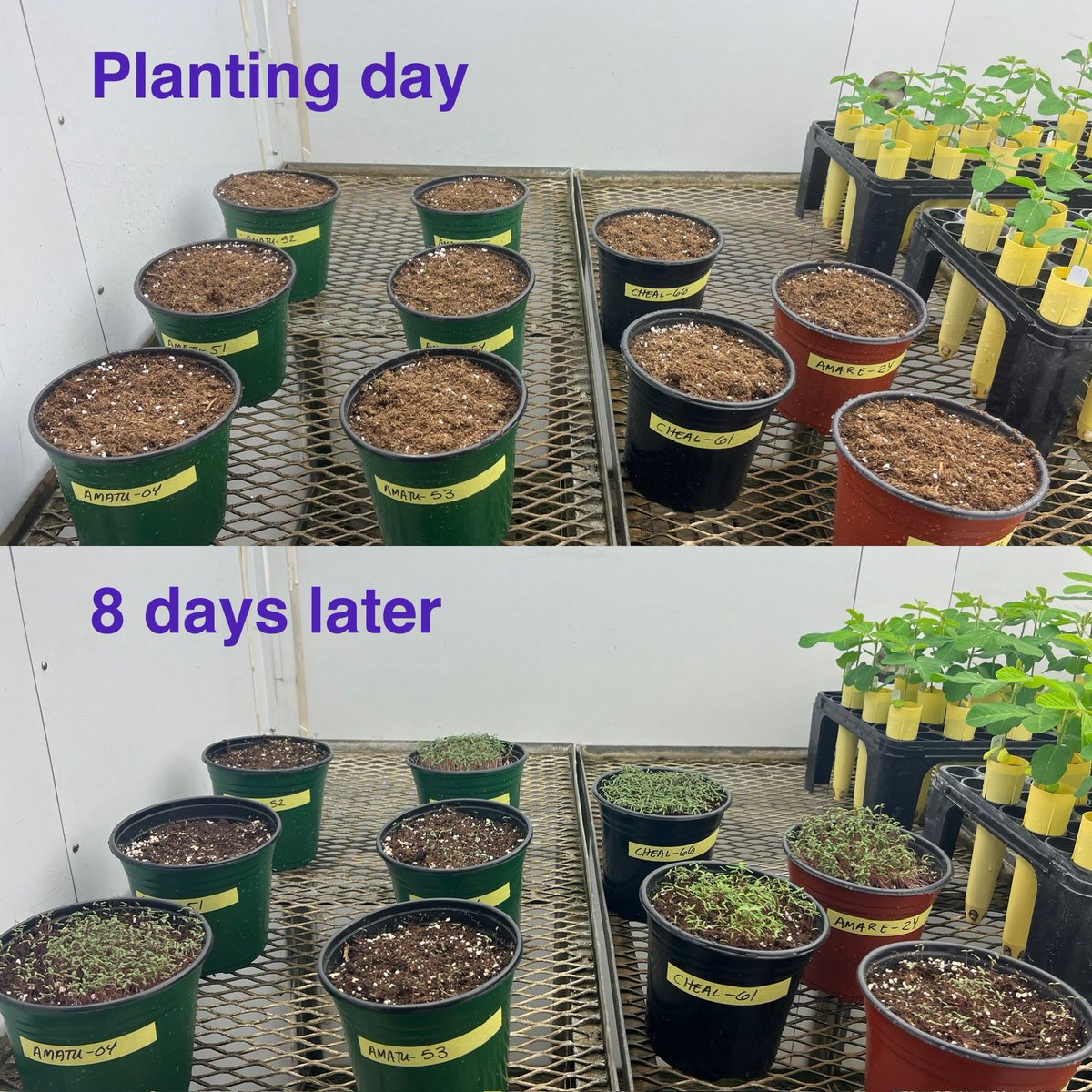 Erin Hill (@weedsciencenerd) on Twitter photo Herbicide resistance screening samples have come a long way since last weeks planting, should be sprayed before the holidays :) <a href="/MSUDiagnostics/">MSU Plant & Pest Diagnostics</a> Herbicide resistance screening samples have come a long way since last weeks planting, should be sprayed before the holidays :) <a href="/MSUDiagnostics/">MSU Plant & Pest Diagnostics</a>