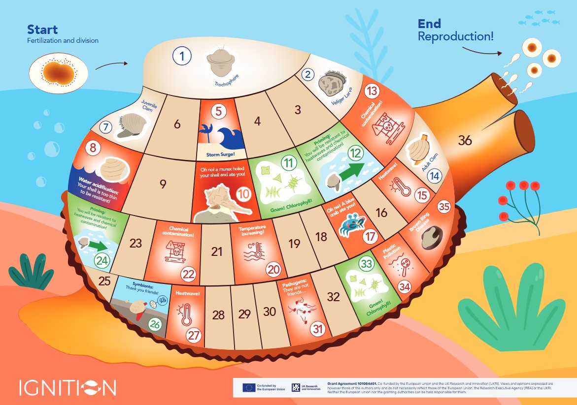 🎄 Ready for a Christmas adventure?
🎲We developed a fun and educational board game about the journey of a clam 🦪
Download it from our website in 🇬🇧🇵🇹🇪🇸🇮🇹 and have fun! 💫
ignition-project.eu/resources/

#FamilyGame #Sustainability #Aquaculture #Farm2Fork