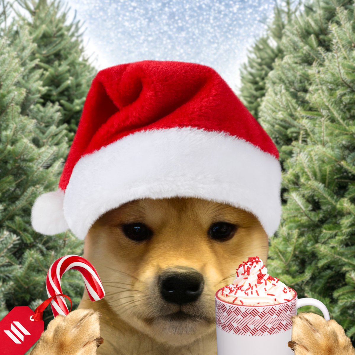 dogwifcoin tweet media