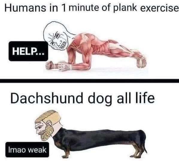 😂😂
#Dachshund #Dog #humor