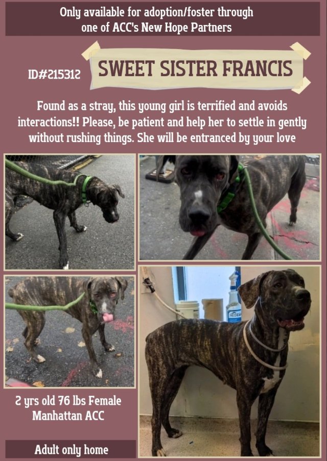 NMBewitched's tweet photo. #NYCACC
17 Intakes Today😭
Sweet Sister Francis🎯
#RescueOnly #FosterMe
Will be Kill Listed soon
Sweet arrived stray
She is petrified & trying to trust
Inside this #BIGLOVE is a gentle heart & brindle magic
Needs time, security & stretch those long legs
Help her
#Pledge https://t.co/96TK43P64h