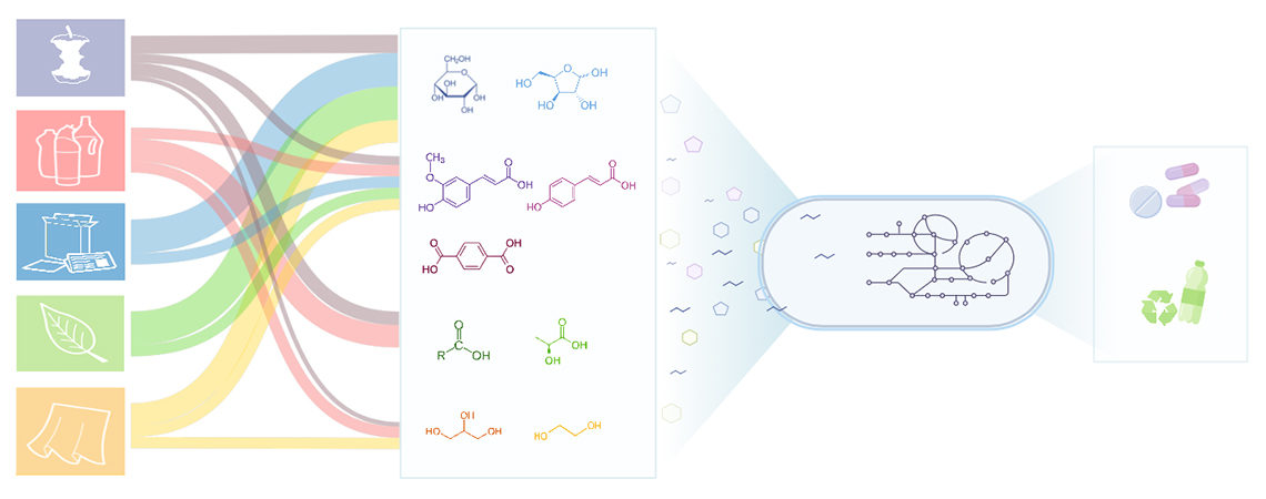Did you know that anthropogenic waste has the potential to be a useful resource?

<a href="/BiotechDixon/">Dixon Lab</a> has developed a process to microbially transform rubbish into stuff we need, incl. bioplastics and human therapeutics like insulin.

Read more here: manchester.ac.uk/about/news/res…