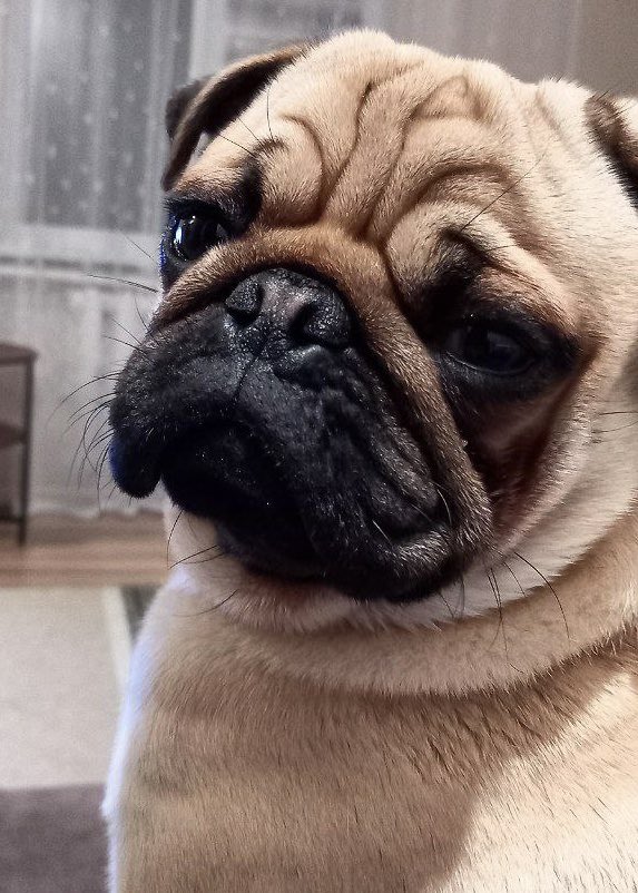 PugSnore's tweet photo. $BTC has broken through 100k!
#pug #puglover #puglife #doge https://t.co/iaz9DcbBi5