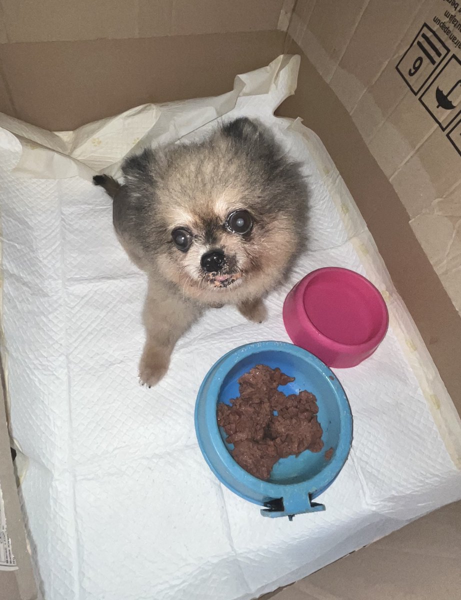 giselIeg's tweet photo. temen temen apakah ada yang mau pelihara anjing kecil ini? :( dikarenakan aku gabisa.. sedih banget:( bingung juga harus gimanaa.. atau ada saran gitu ga ya aku harus apaa buat menolong si kecil ini. salah satu kakinya patah gitu tapi aku juga gatau alasannyaaa:( https://t.co/wU3aM6Qlwe