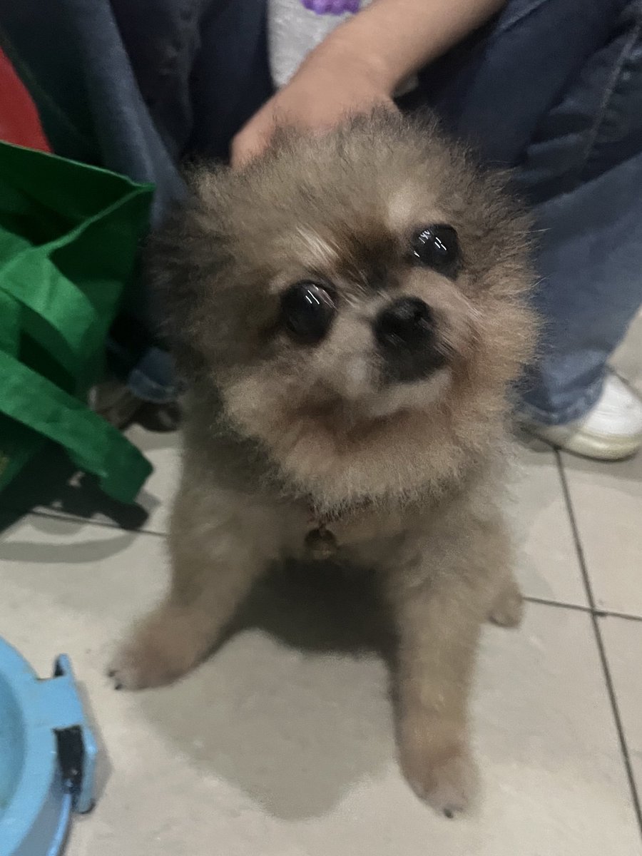 giselIeg's tweet photo. temen temen apakah ada yang mau pelihara anjing kecil ini? :( dikarenakan aku gabisa.. sedih banget:( bingung juga harus gimanaa.. atau ada saran gitu ga ya aku harus apaa buat menolong si kecil ini. salah satu kakinya patah gitu tapi aku juga gatau alasannyaaa:( https://t.co/wU3aM6Qlwe