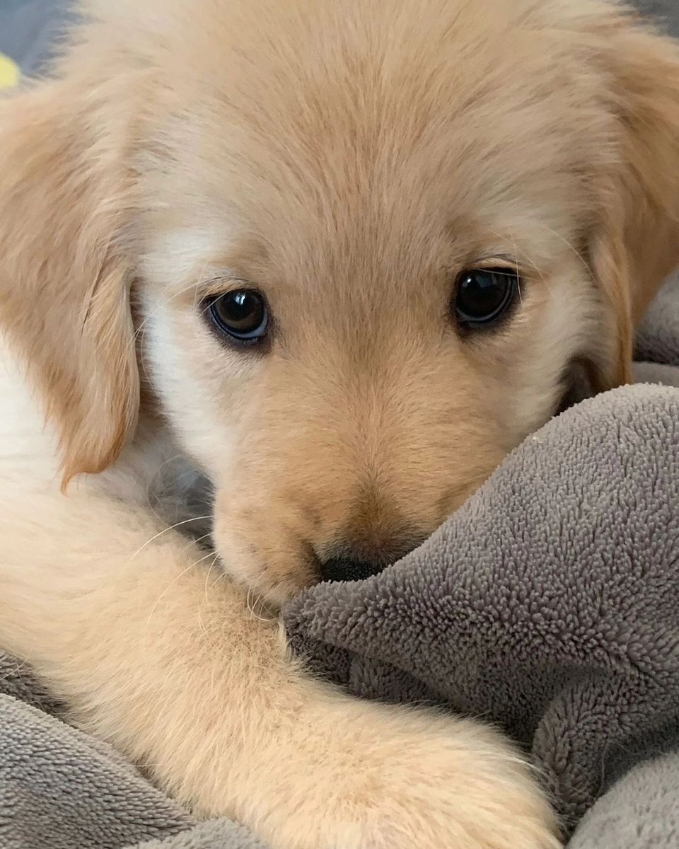 puppies video tweet media