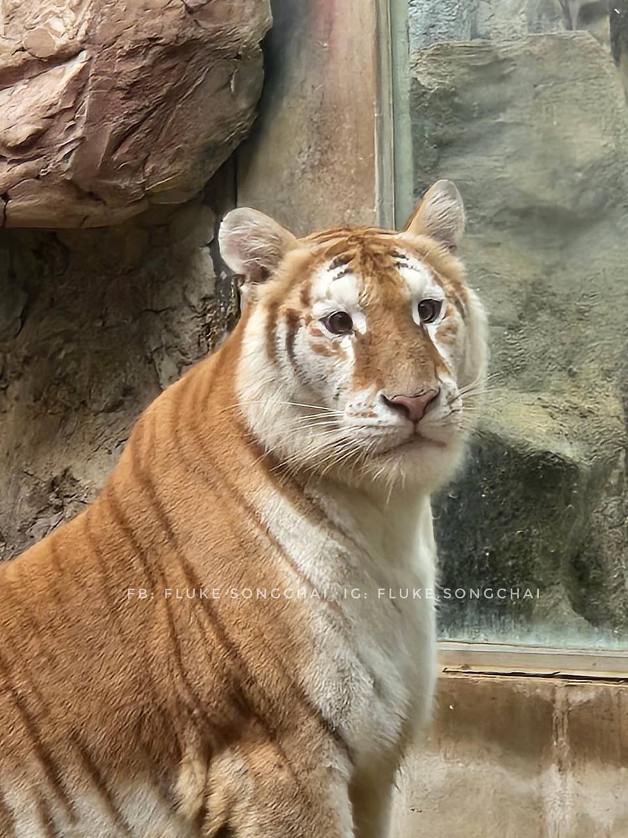 Avacutetiger🐯 tweet media