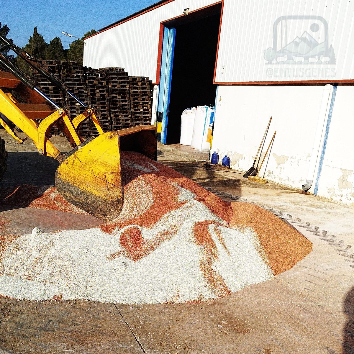 📸 TIEMPO DE SIEMBRA 🌱

📌 Es esta imagen se muestra como se mezcla simiente de trigo con abono inorgánico.

🚜 En los suelos empobrecidos, por la sobre explotación y el nulo aporte de materia orgánica, es necesario el aporte de abono inorgánico para su rendimiento.