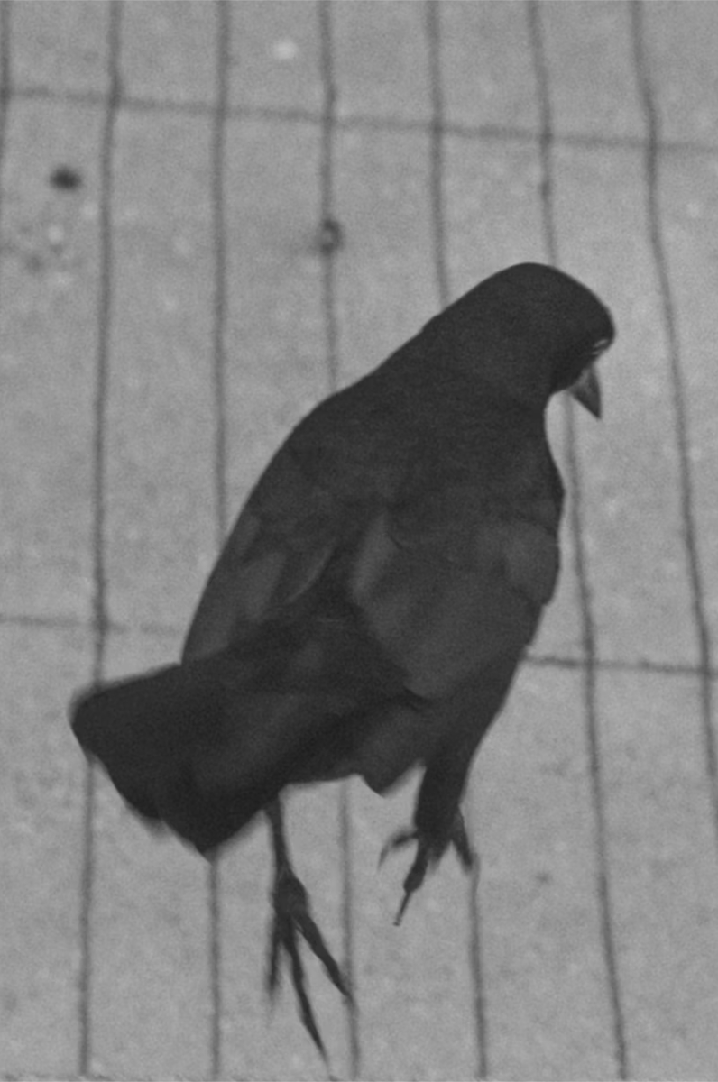 bird-watch
foundation.app/collection/bir…